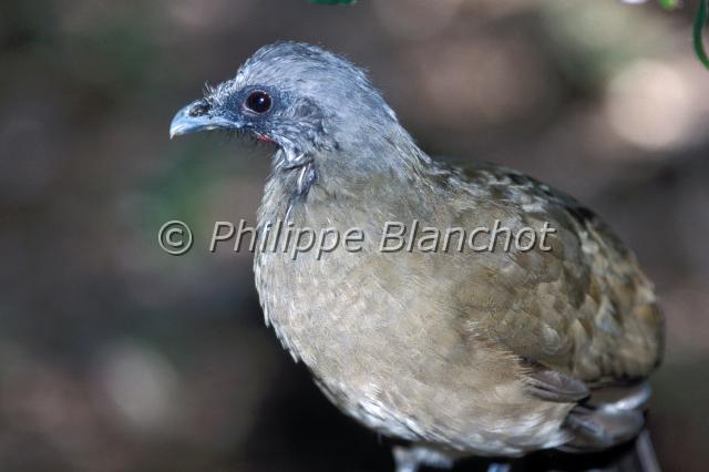 ortalis vetula.JPG - Ortalis vetulaOrtalide chacamelPlain ChachalacaGalliformes, CracidaeMexique